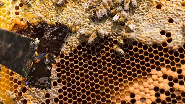 Инвестиции в сектор технологий создания искусственных решений для здоровья пчел.